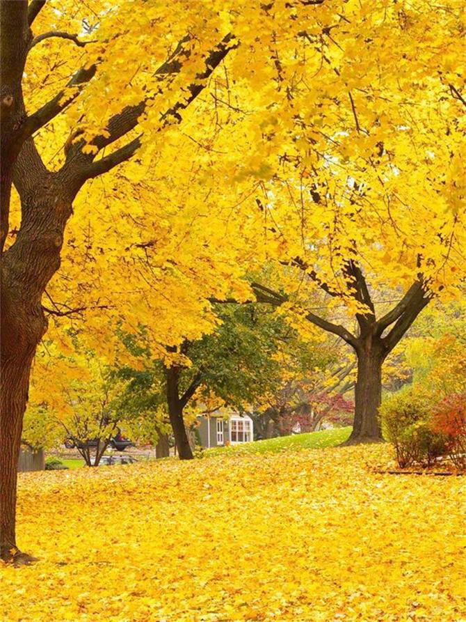 軟裝設計師幫你把秋天留在家里！