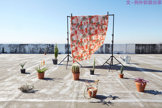 這些自帶天然氣質(zhì)的網(wǎng)紅綠植，都成了設(shè)計(jì)界的新寵兒！