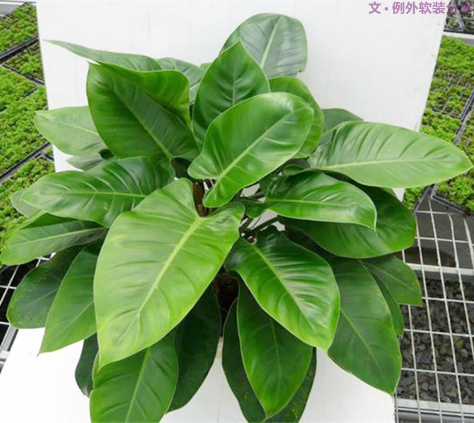 不能不知的家居綠植選擇、養護技巧，居家必備！-別墅設計,軟裝設計,室內設計,豪宅設計,深圳例外軟裝設計公司