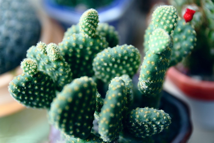 不能不知的11款強(qiáng)室內(nèi)吸毒植物，裝修房子必備-別墅設(shè)計(jì),軟裝設(shè)計(jì),室內(nèi)設(shè)計(jì),豪宅設(shè)計(jì),深圳例外軟裝設(shè)計(jì)公司