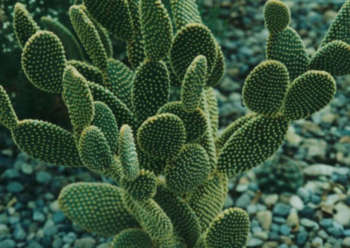 不能不知的11款強(qiáng)室內(nèi)吸毒植物，裝修房子必備-別墅設(shè)計(jì),軟裝設(shè)計(jì),室內(nèi)設(shè)計(jì),豪宅設(shè)計(jì),深圳例外軟裝設(shè)計(jì)公司