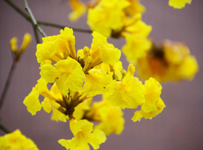 陽春三月，這些美景其實可以帶回家！-別墅設計,軟裝設計,室內設計,豪宅設計,深圳例外軟裝設計公司