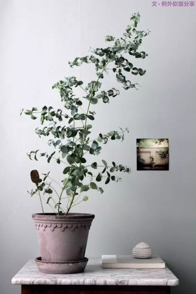 【例外.花箋記】尤加利，花藝界的百搭神葉-別墅設計,軟裝設計,室內設計,豪宅設計,深圳例外軟裝設計公司