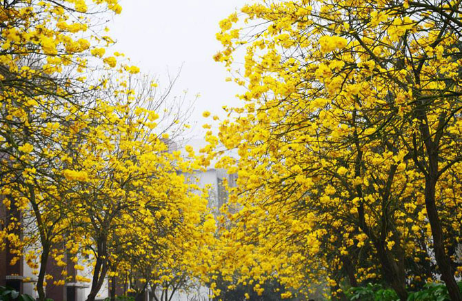 陽春三月，這些美景其實可以帶回家！-別墅設計,軟裝設計,室內設計,豪宅設計,深圳例外軟裝設計公司