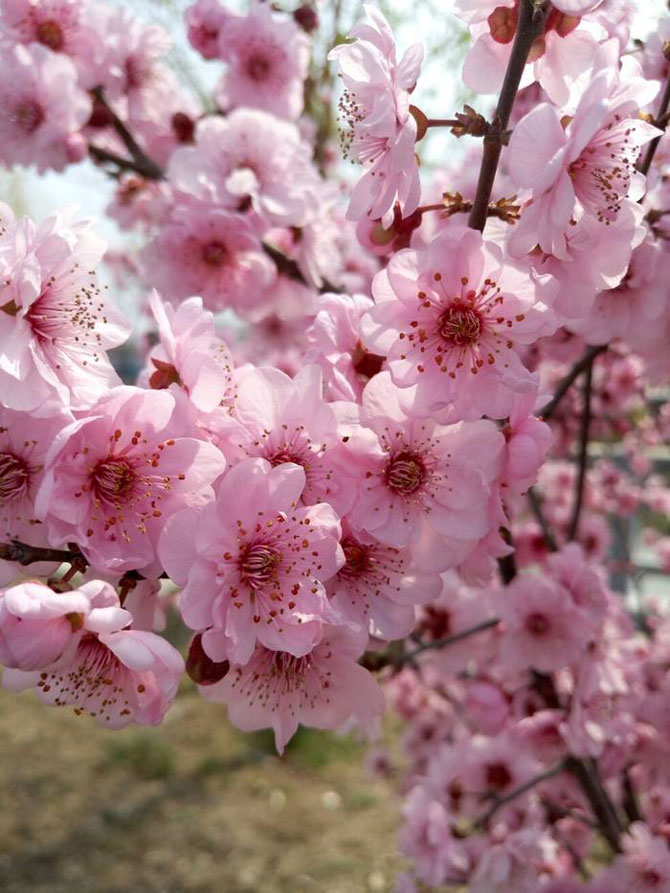 陽春三月，這些美景其實可以帶回家！-別墅設計,軟裝設計,室內設計,豪宅設計,深圳例外軟裝設計公司