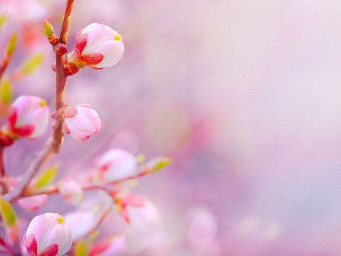 陽春三月，這些美景其實可以帶回家！-別墅設計,軟裝設計,室內設計,豪宅設計,深圳例外軟裝設計公司