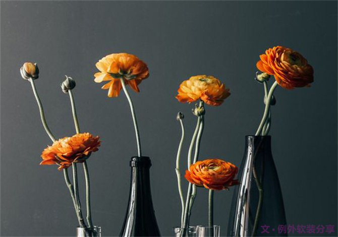 【例外·花箋記】洋牡丹，花叢中的人氣精靈-別墅設計,軟裝設計,室內設計,豪宅設計,深圳例外軟裝設計公司