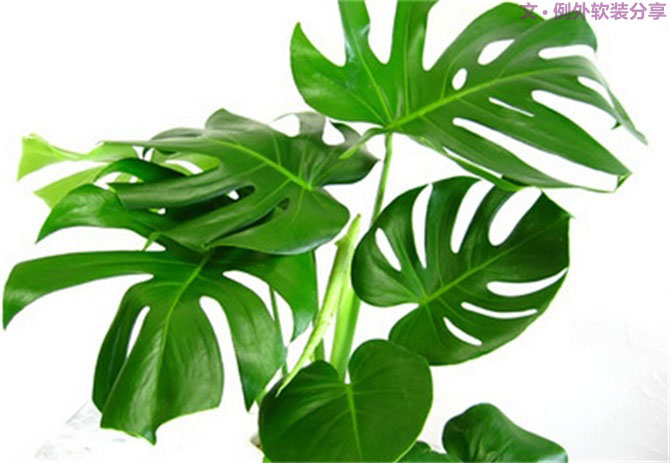 【裝修后必備】教你認(rèn)識5種強(qiáng)吸毒植物-別墅設(shè)計,軟裝設(shè)計,室內(nèi)設(shè)計,豪宅設(shè)計,深圳例外軟裝設(shè)計公司