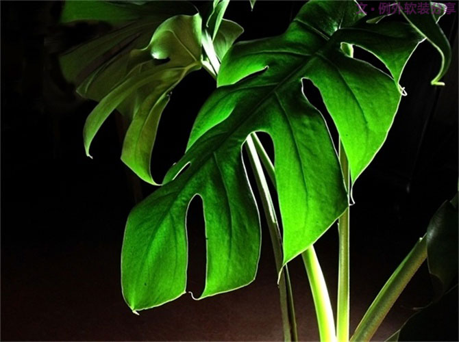 【裝修后必備】教你認(rèn)識5種強(qiáng)吸毒植物-別墅設(shè)計,軟裝設(shè)計,室內(nèi)設(shè)計,豪宅設(shè)計,深圳例外軟裝設(shè)計公司