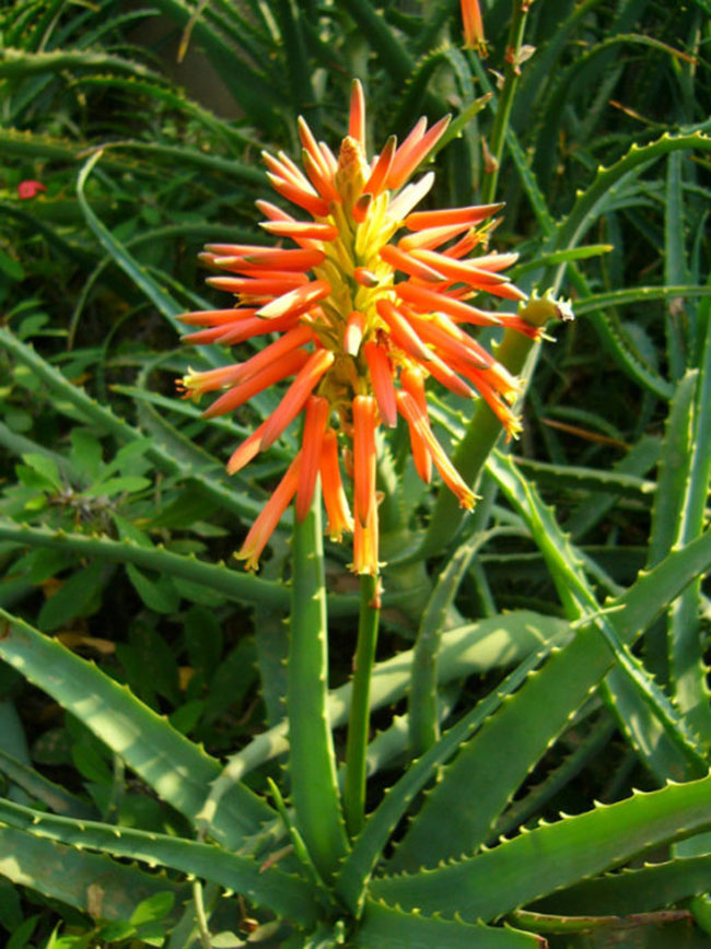 不能不知的11款強(qiáng)室內(nèi)吸毒植物，裝修房子必備-別墅設(shè)計(jì),軟裝設(shè)計(jì),室內(nèi)設(shè)計(jì),豪宅設(shè)計(jì),深圳例外軟裝設(shè)計(jì)公司