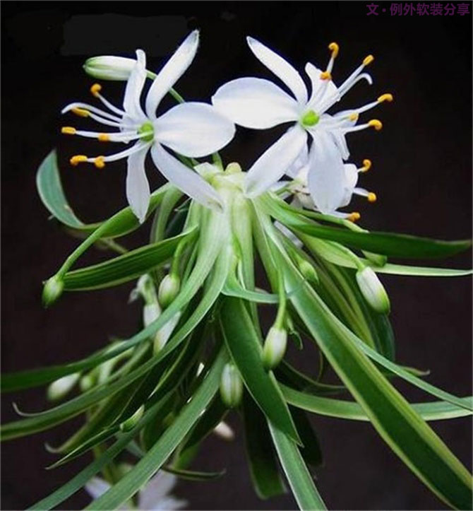 【裝修后必備】教你認(rèn)識5種強(qiáng)吸毒植物-別墅設(shè)計,軟裝設(shè)計,室內(nèi)設(shè)計,豪宅設(shè)計,深圳例外軟裝設(shè)計公司