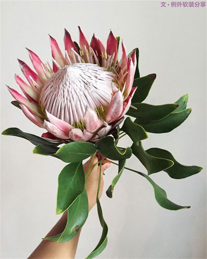 設計師揭秘8種適合冬季擺放的鮮花！-別墅設計,軟裝設計,室內設計,豪宅設計,深圳例外軟裝設計公司