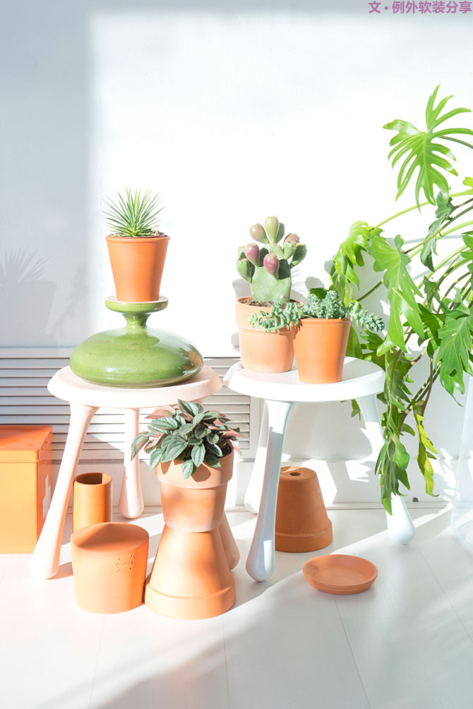 這些自帶天然氣質的網紅綠植，都成了設計界的新寵兒！-別墅軟裝設計,軟裝設計,室內軟裝設計,室內設計,豪宅設計,深圳例外軟裝設計公司