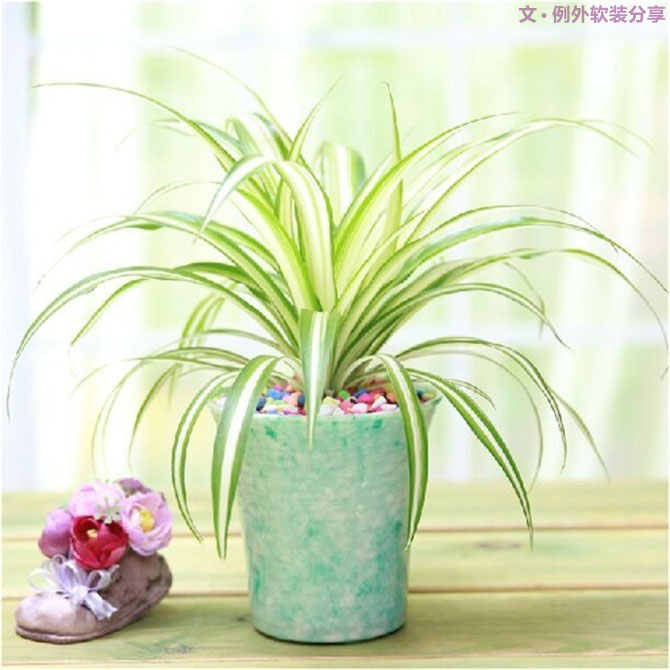 【裝修后必備】教你認(rèn)識5種強(qiáng)吸毒植物-別墅設(shè)計,軟裝設(shè)計,室內(nèi)設(shè)計,豪宅設(shè)計,深圳例外軟裝設(shè)計公司