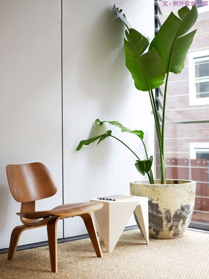 這些自帶天然氣質的網紅綠植，都成了設計界的新寵兒！-別墅軟裝設計,軟裝設計,室內軟裝設計,室內設計,豪宅設計,深圳例外軟裝設計公司