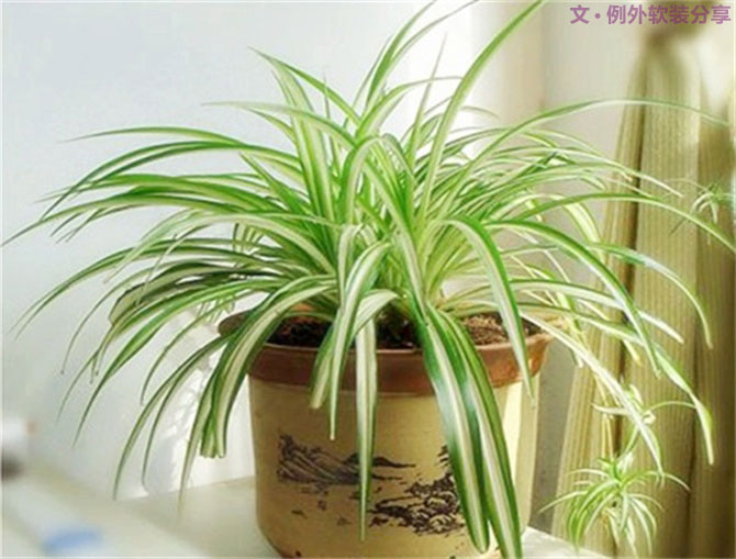 【裝修后必備】教你認(rèn)識5種強(qiáng)吸毒植物-別墅設(shè)計,軟裝設(shè)計,室內(nèi)設(shè)計,豪宅設(shè)計,深圳例外軟裝設(shè)計公司