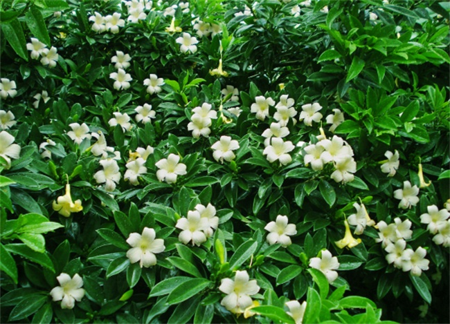 不能不知的11款強(qiáng)室內(nèi)吸毒植物，裝修房子必備-別墅設(shè)計(jì),軟裝設(shè)計(jì),室內(nèi)設(shè)計(jì),豪宅設(shè)計(jì),深圳例外軟裝設(shè)計(jì)公司