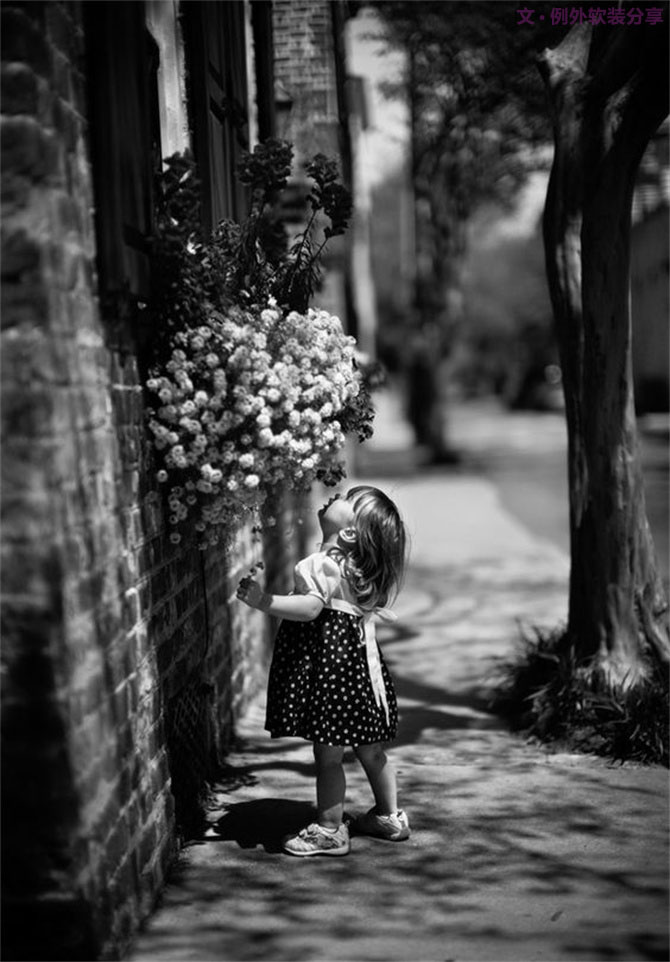 【例外·花箋記】洋牡丹，花叢中的人氣精靈-別墅設計,軟裝設計,室內設計,豪宅設計,深圳例外軟裝設計公司