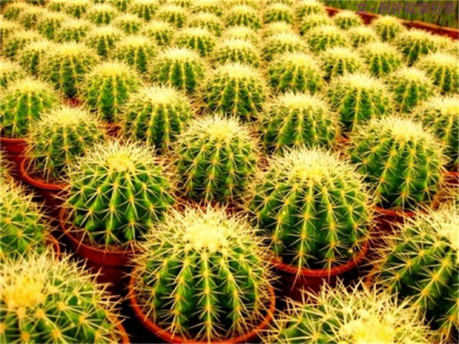 【裝修后必備】教你認(rèn)識5種強(qiáng)吸毒植物-別墅設(shè)計,軟裝設(shè)計,室內(nèi)設(shè)計,豪宅設(shè)計,深圳例外軟裝設(shè)計公司