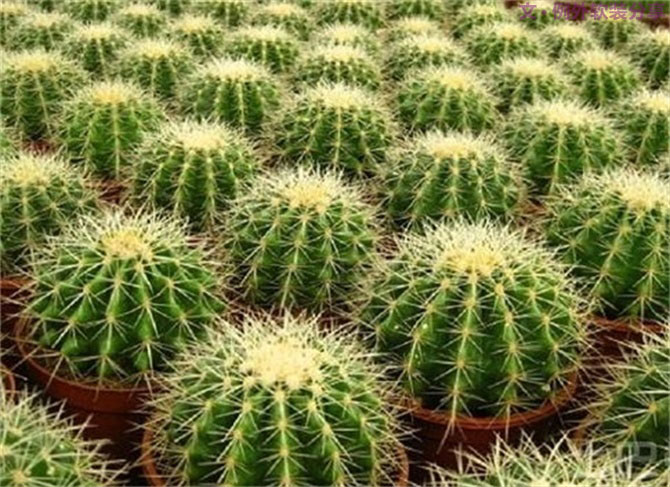 【裝修后必備】教你認(rèn)識5種強(qiáng)吸毒植物-別墅設(shè)計,軟裝設(shè)計,室內(nèi)設(shè)計,豪宅設(shè)計,深圳例外軟裝設(shè)計公司