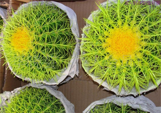 【裝修后必備】教你認(rèn)識5種強(qiáng)吸毒植物-別墅設(shè)計,軟裝設(shè)計,室內(nèi)設(shè)計,豪宅設(shè)計,深圳例外軟裝設(shè)計公司