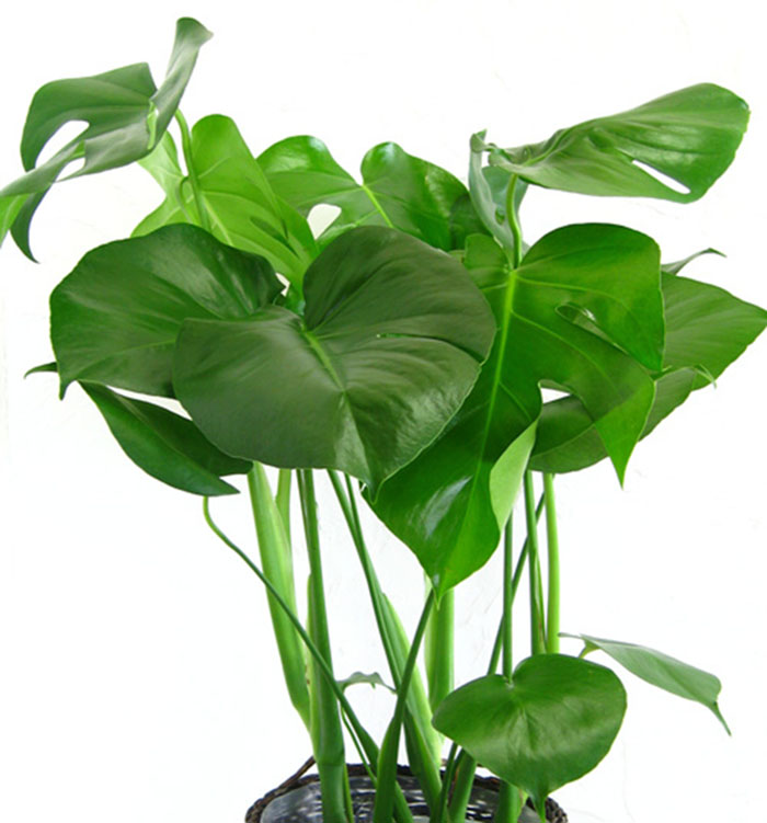 不能不知的11款強(qiáng)室內(nèi)吸毒植物，裝修房子必備-別墅設(shè)計(jì),軟裝設(shè)計(jì),室內(nèi)設(shè)計(jì),豪宅設(shè)計(jì),深圳例外軟裝設(shè)計(jì)公司