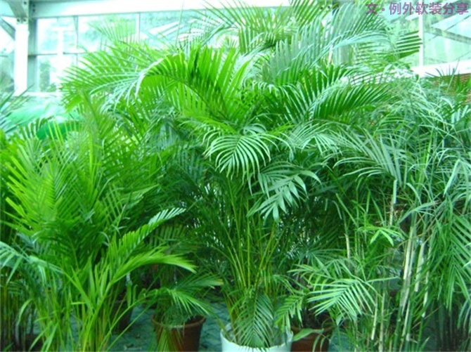 【裝修后必備】教你認(rèn)識5種強(qiáng)吸毒植物-別墅設(shè)計,軟裝設(shè)計,室內(nèi)設(shè)計,豪宅設(shè)計,深圳例外軟裝設(shè)計公司