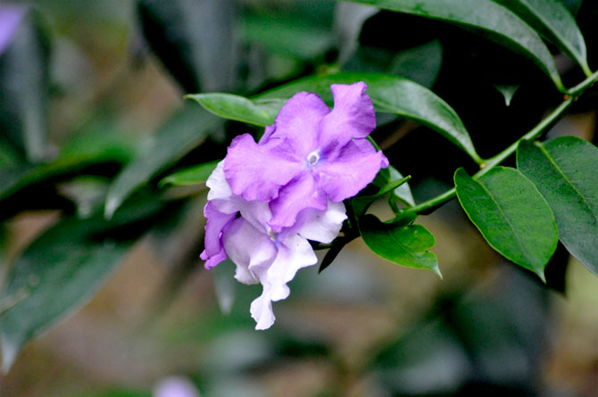 陽春三月，這些美景其實可以帶回家！-別墅設計,軟裝設計,室內設計,豪宅設計,深圳例外軟裝設計公司