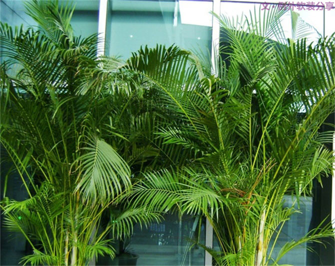 【裝修后必備】教你認(rèn)識5種強(qiáng)吸毒植物-別墅設(shè)計,軟裝設(shè)計,室內(nèi)設(shè)計,豪宅設(shè)計,深圳例外軟裝設(shè)計公司