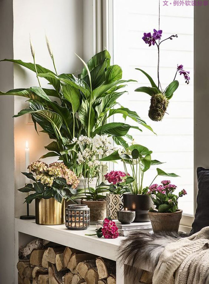 這些自帶天然氣質的網紅綠植，都成了設計界的新寵兒！-別墅軟裝設計,軟裝設計,室內軟裝設計,室內設計,豪宅設計,深圳例外軟裝設計公司