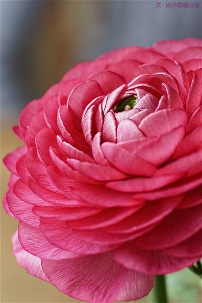 【例外·花箋記】洋牡丹，花叢中的人氣精靈-別墅設計,軟裝設計,室內設計,豪宅設計,深圳例外軟裝設計公司