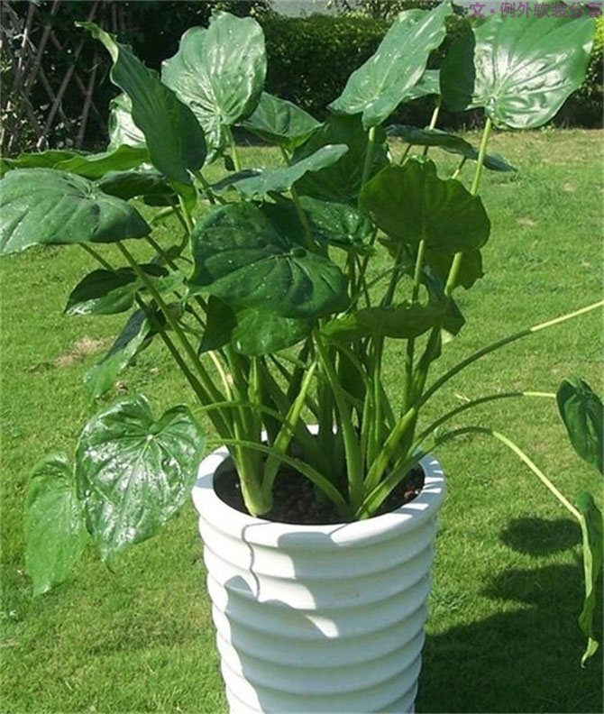 【裝修后必備】教你認(rèn)識5種強(qiáng)吸毒植物-別墅設(shè)計,軟裝設(shè)計,室內(nèi)設(shè)計,豪宅設(shè)計,深圳例外軟裝設(shè)計公司