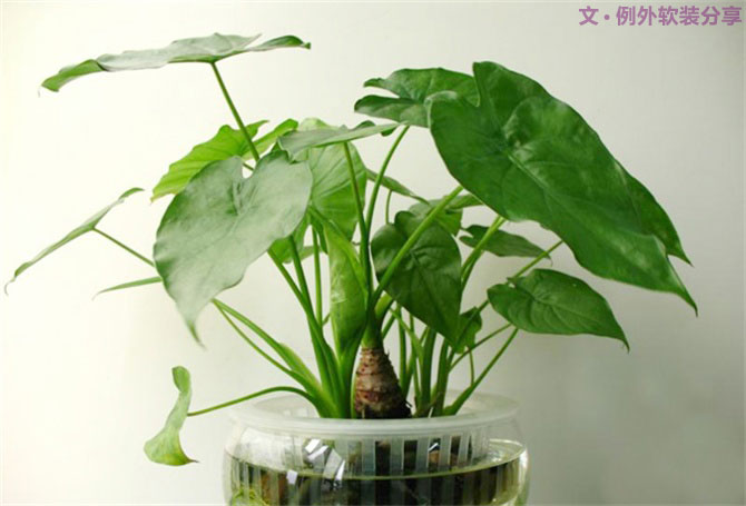 【裝修后必備】教你認(rèn)識5種強(qiáng)吸毒植物-別墅設(shè)計,軟裝設(shè)計,室內(nèi)設(shè)計,豪宅設(shè)計,深圳例外軟裝設(shè)計公司