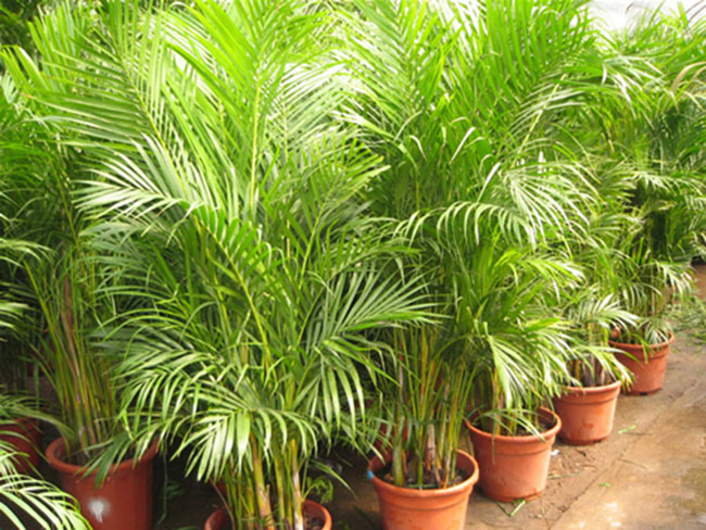 不能不知的11款強(qiáng)室內(nèi)吸毒植物，裝修房子必備-別墅設(shè)計(jì),軟裝設(shè)計(jì),室內(nèi)設(shè)計(jì),豪宅設(shè)計(jì),深圳例外軟裝設(shè)計(jì)公司