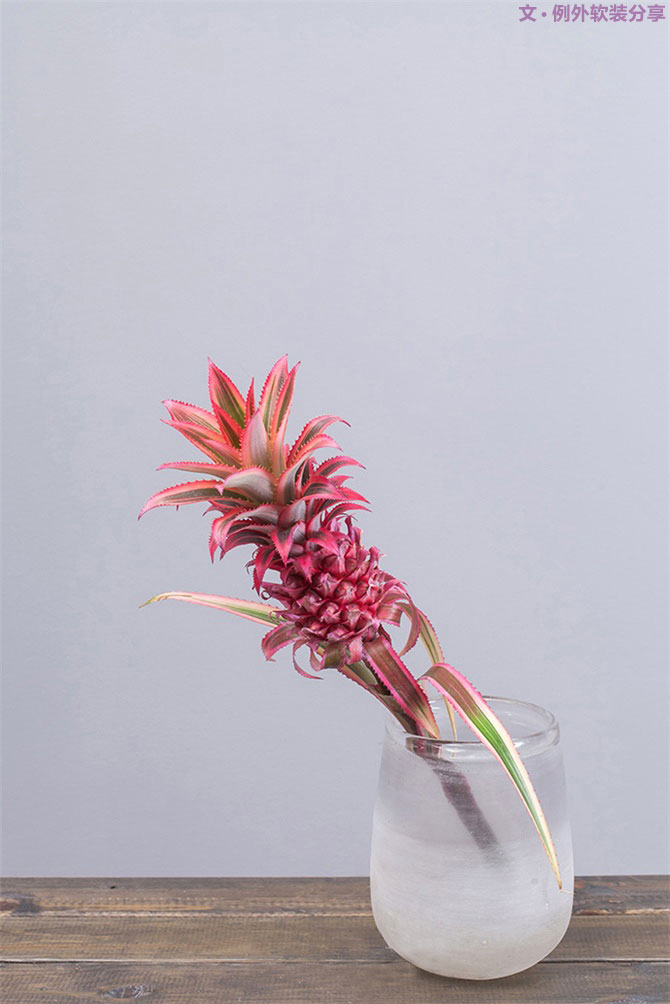 設計師揭秘8種適合冬季擺放的鮮花！-別墅設計,軟裝設計,室內設計,豪宅設計,深圳例外軟裝設計公司