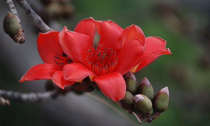 陽春三月，這些美景其實可以帶回家！-別墅設計,軟裝設計,室內設計,豪宅設計,深圳例外軟裝設計公司