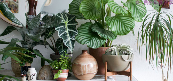 這些自帶天然氣質的網紅綠植，都成了設計界的新寵兒！-別墅軟裝設計,軟裝設計,室內軟裝設計,室內設計,豪宅設計,深圳例外軟裝設計公司