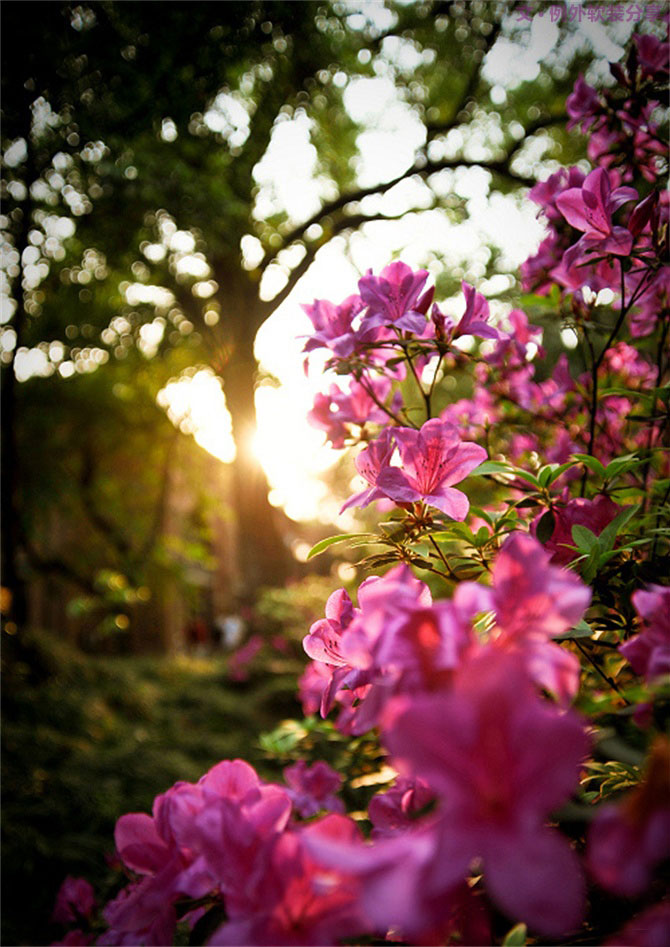 設計師揭秘8種適合冬季擺放的鮮花！-別墅設計,軟裝設計,室內設計,豪宅設計,深圳例外軟裝設計公司