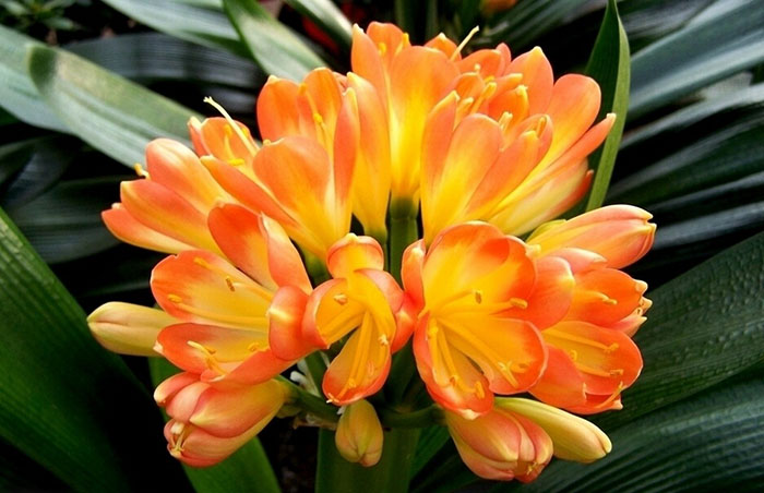 不能不知的11款強(qiáng)室內(nèi)吸毒植物，裝修房子必備-別墅設(shè)計(jì),軟裝設(shè)計(jì),室內(nèi)設(shè)計(jì),豪宅設(shè)計(jì),深圳例外軟裝設(shè)計(jì)公司