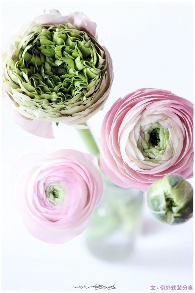 【例外·花箋記】洋牡丹，花叢中的人氣精靈-別墅設計,軟裝設計,室內設計,豪宅設計,深圳例外軟裝設計公司